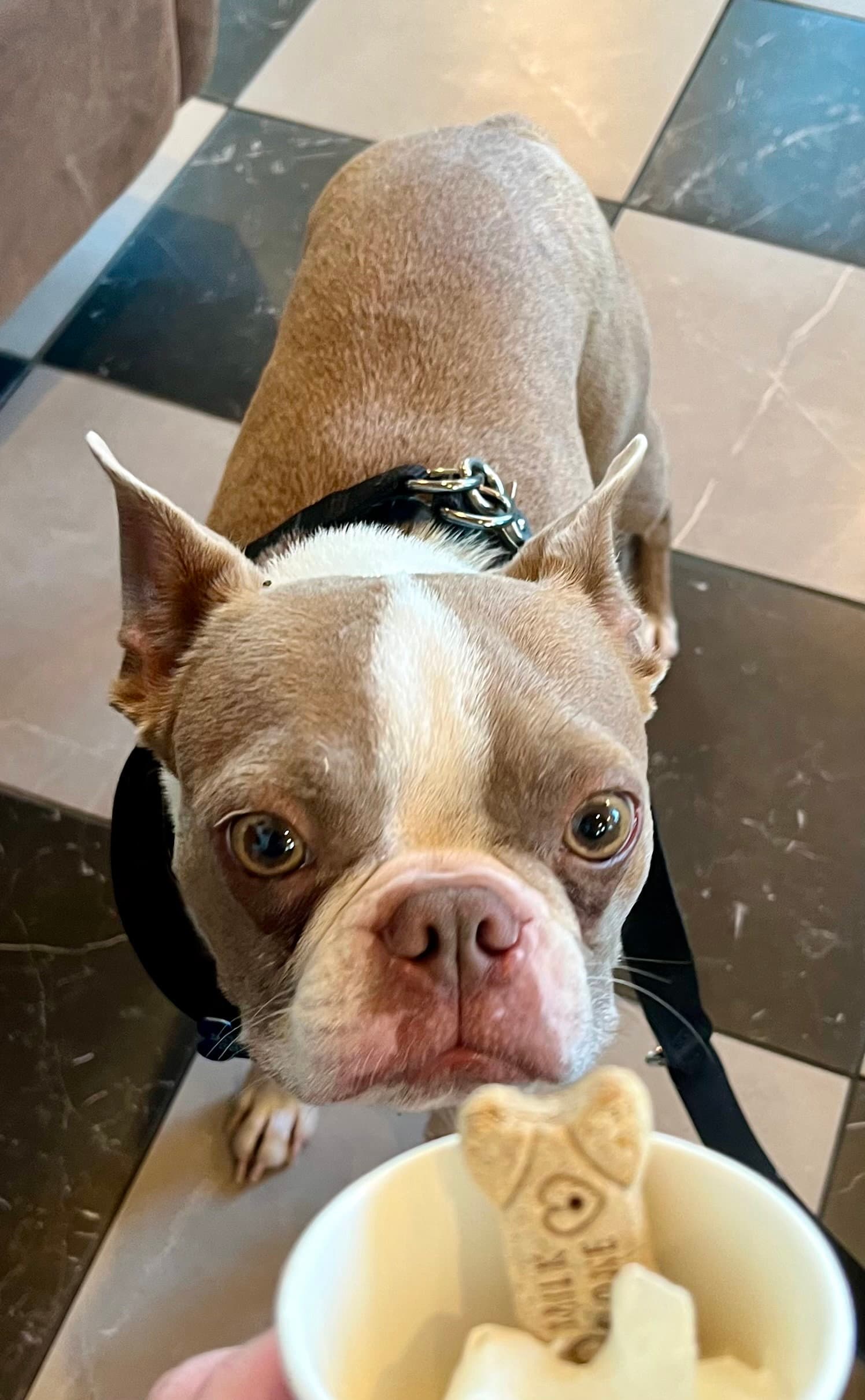 Bowie - Boston Terrier