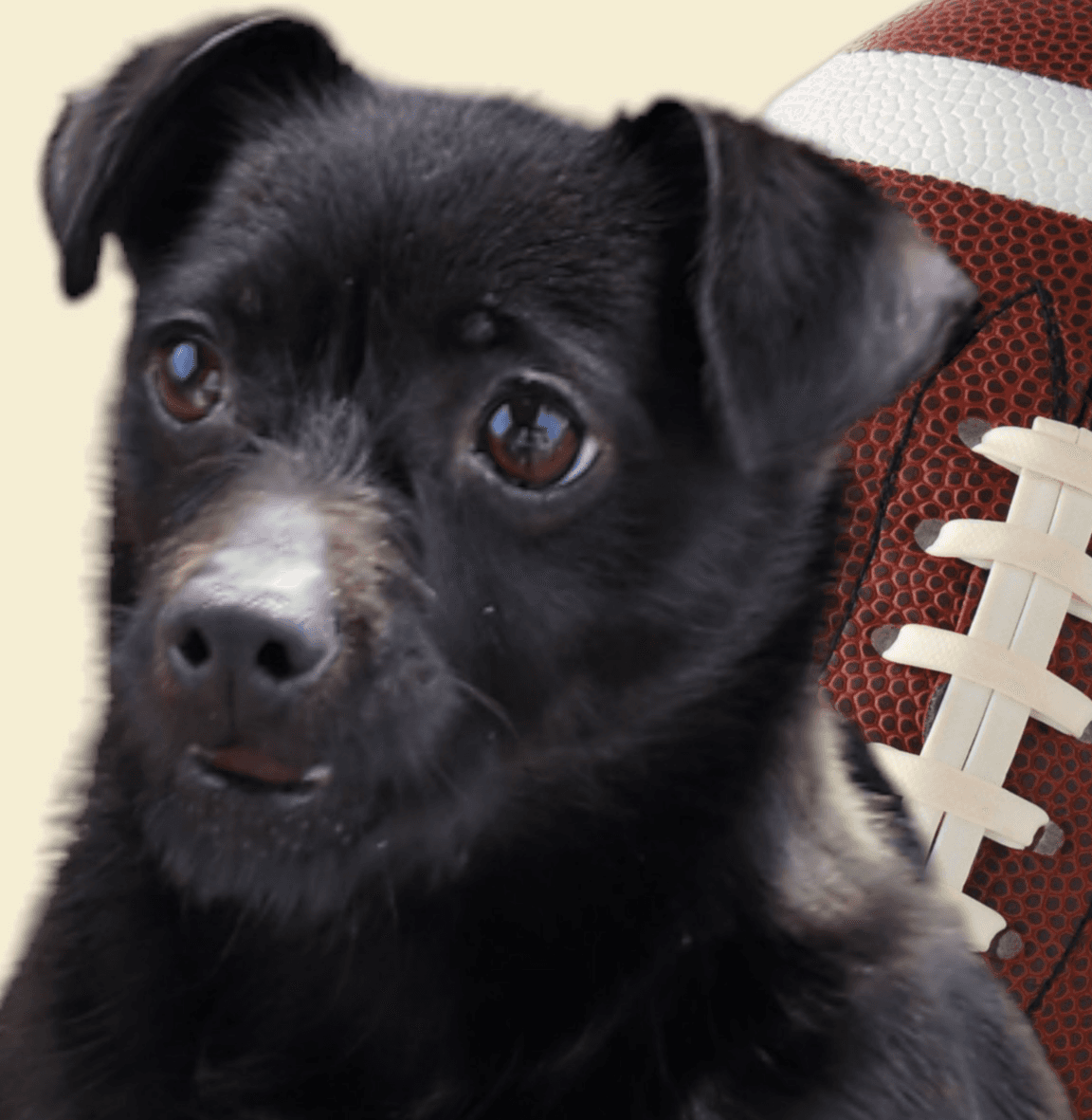 Mimi - Chihuahua