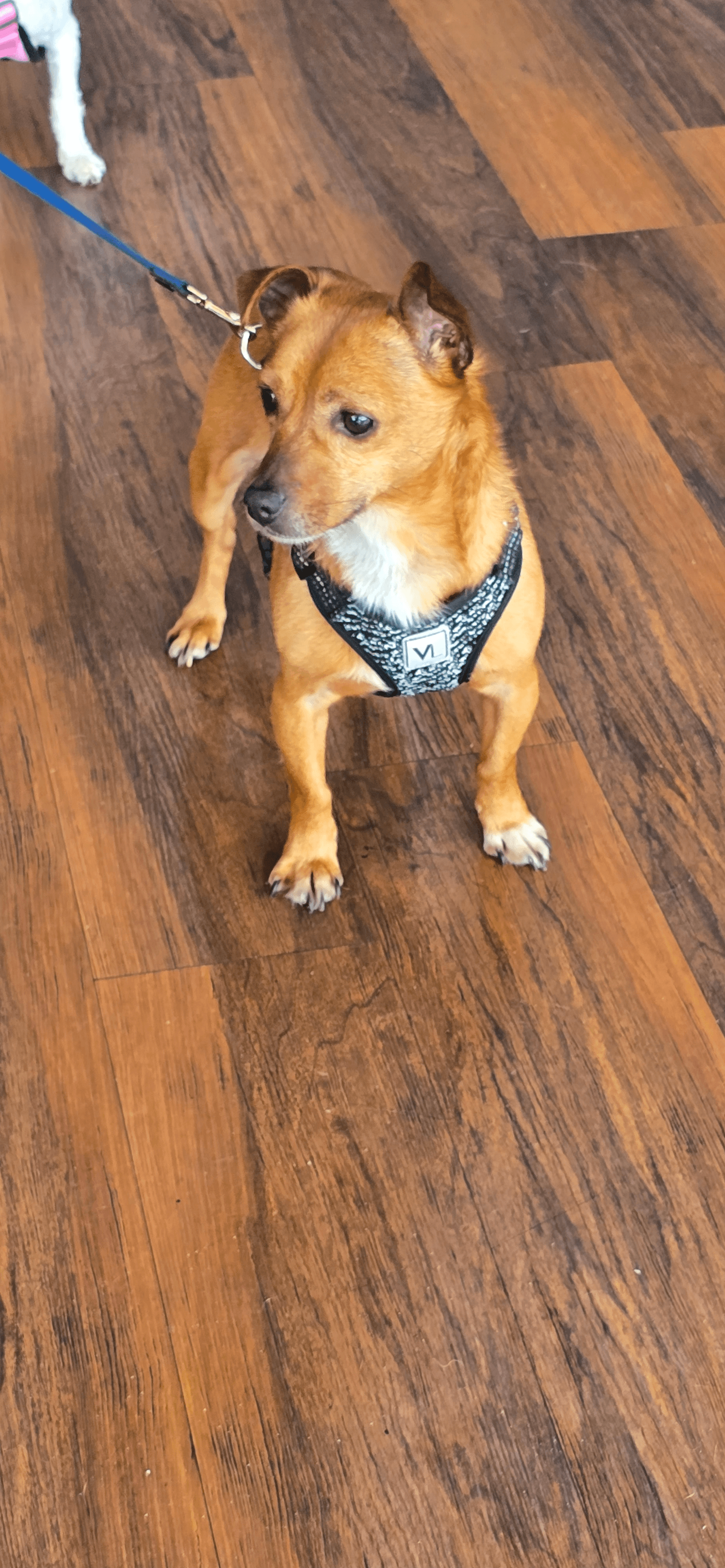 Rowdy - Chihuahua