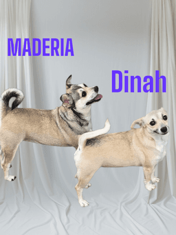 Maderia  Dinah image 1