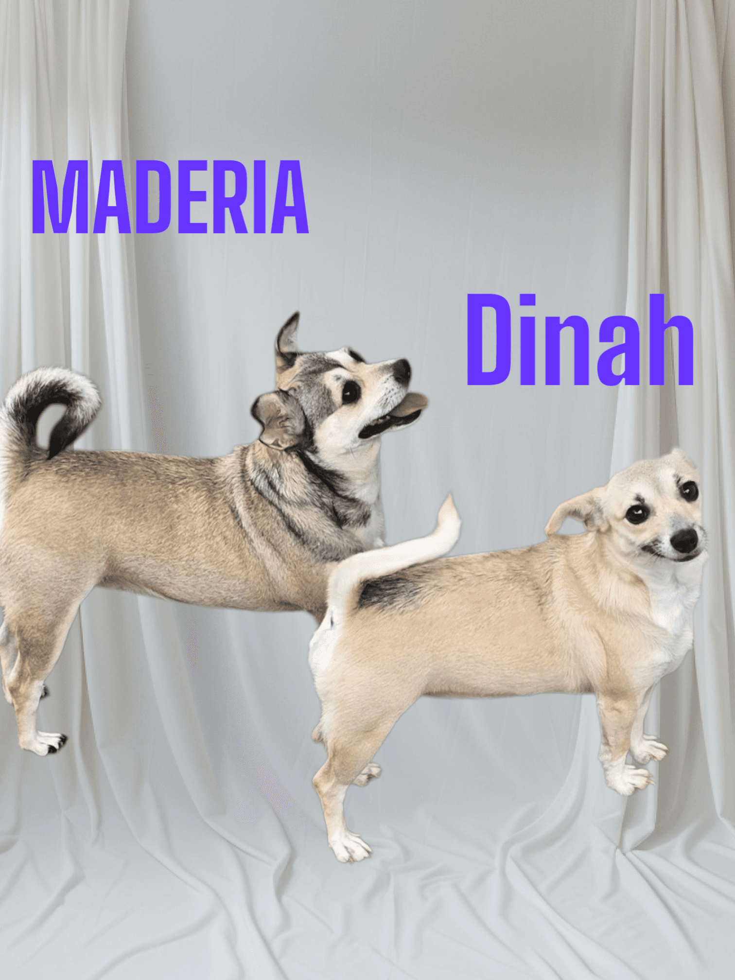 Maderia  Dinah - Chihuahua