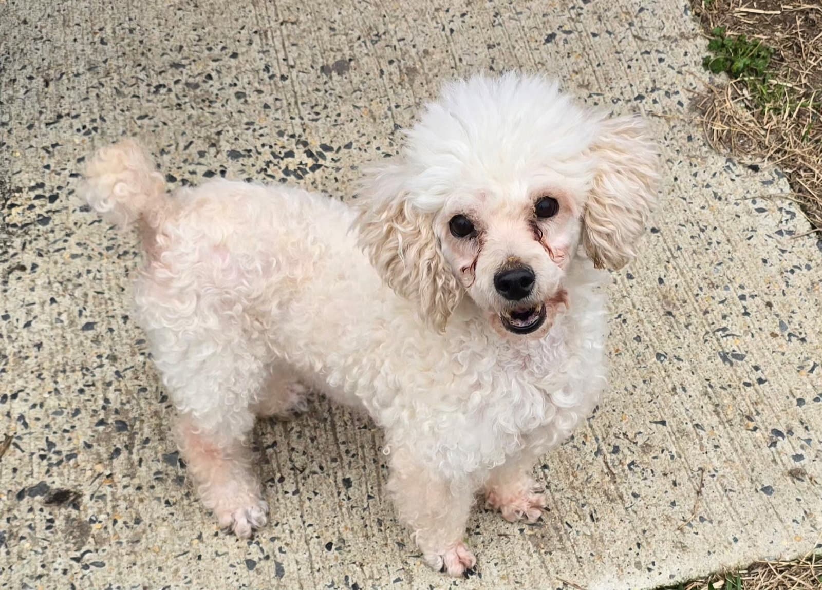 Cool Whip - Poodle (Miniature)