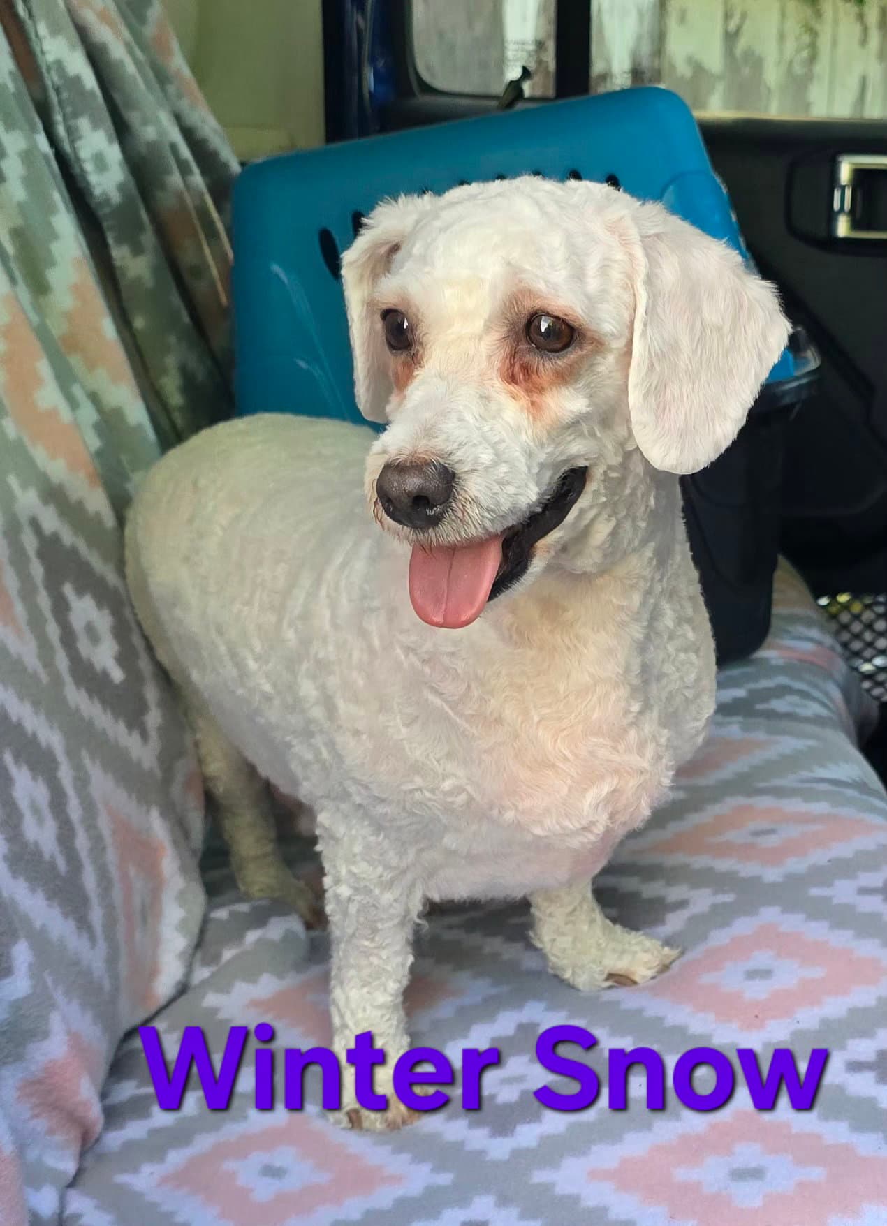 Winter Snow - Bichon Frise