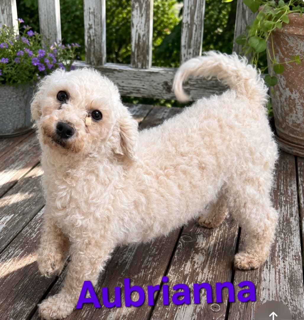 Aubrianna - Bichon Frise