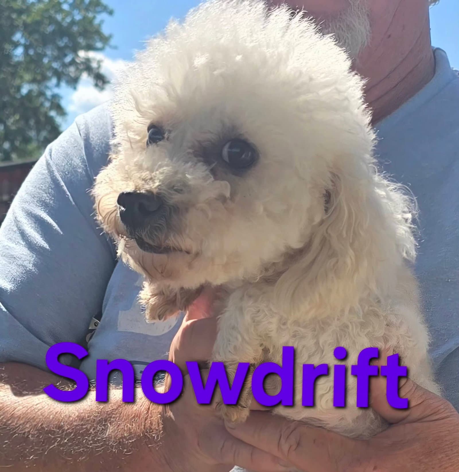 Snow Drift - Poodle (Miniature)