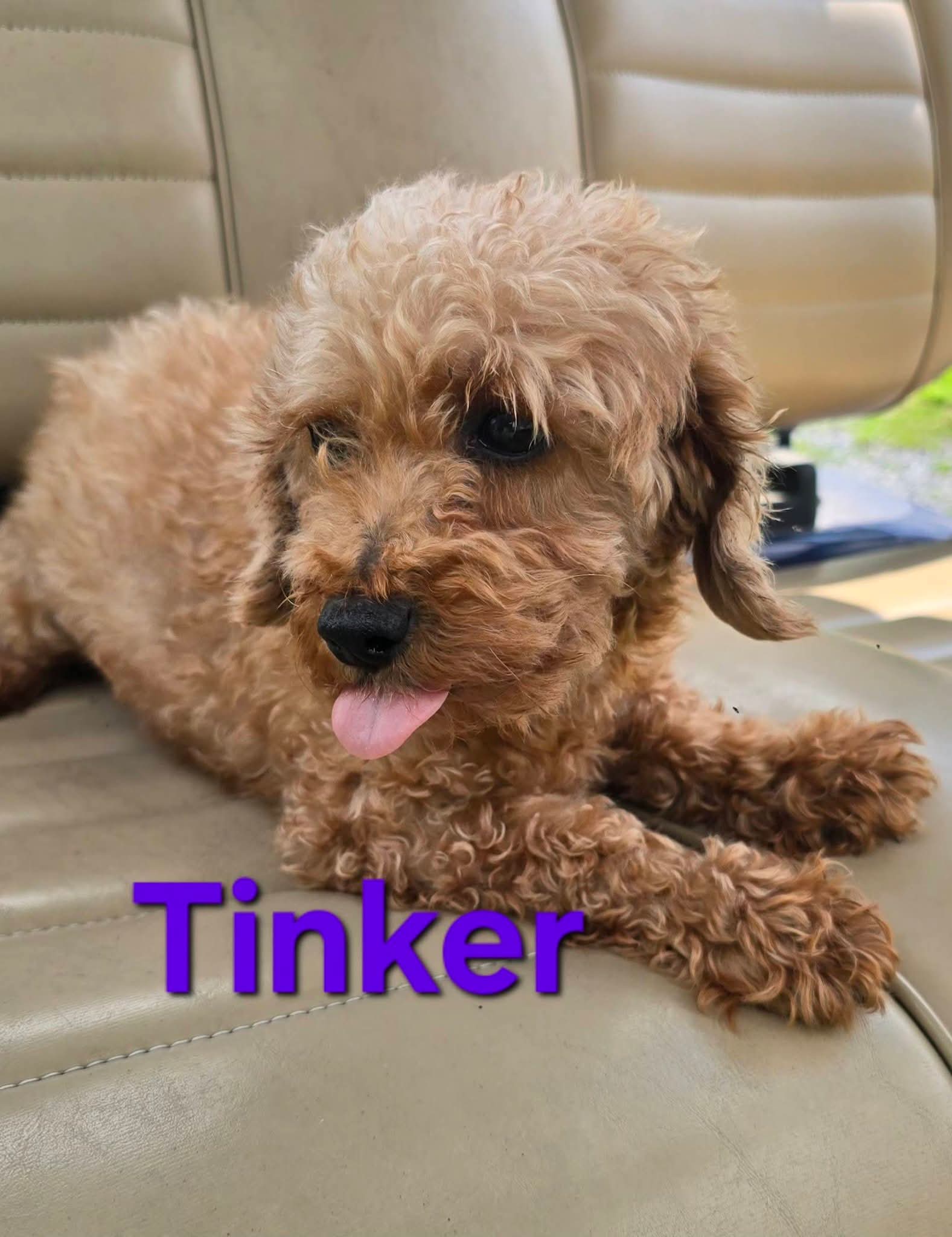 Tinker - Poodle (Miniature)