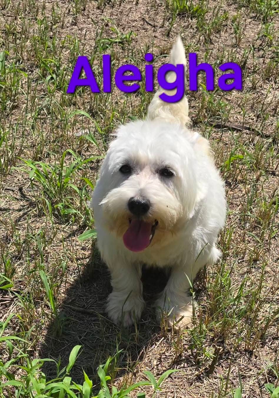 Aleigha - West Highland White Terrier Westie