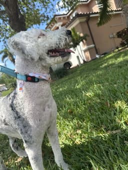 Poochie image 3
