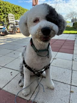 Poochie image 1
