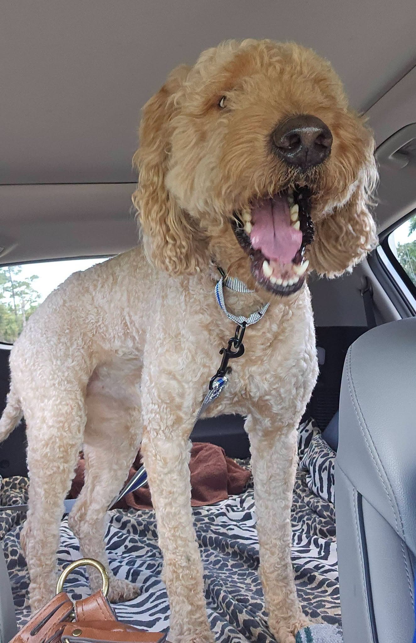 Maxamus - Golden Retriever