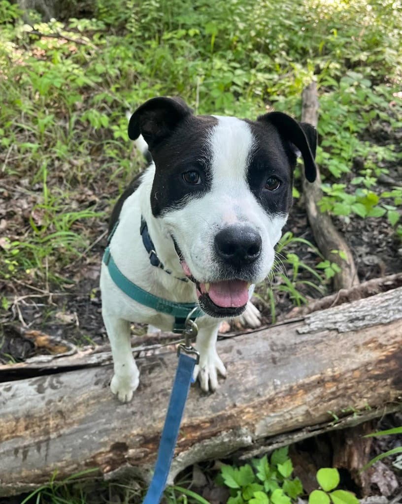Jett - American Staffordshire Terrier