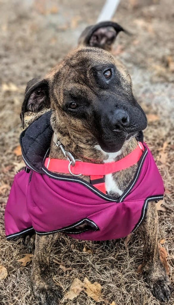 Cassie - American Staffordshire Terrier