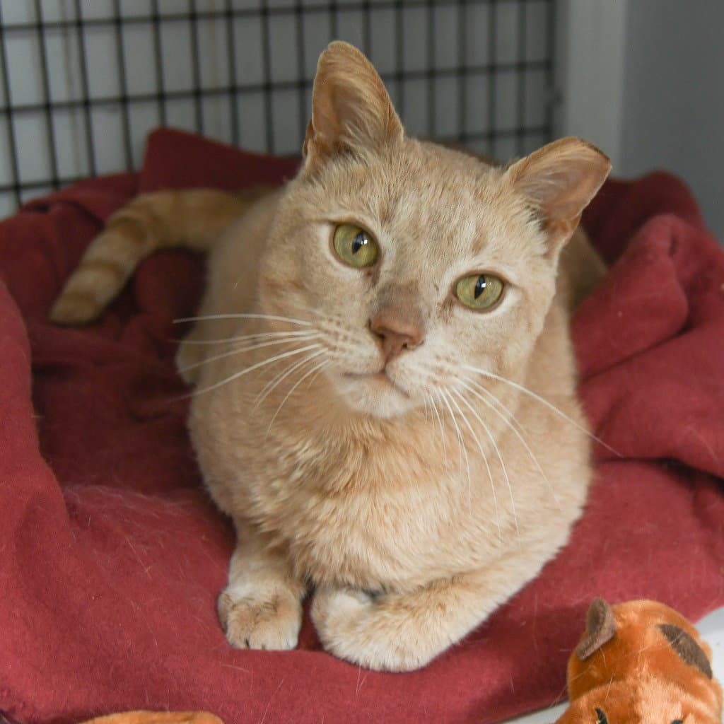 Butterball - Domestic Short Hair