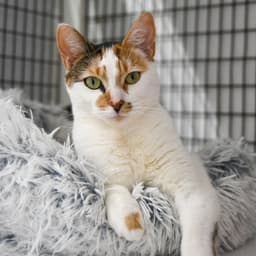 Mimi image 1