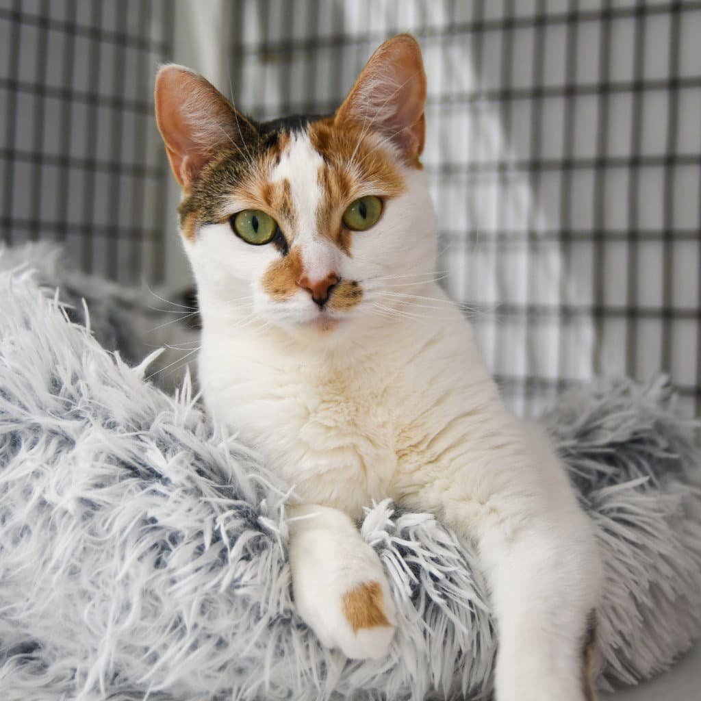 Mimi - Domestic Short Hair