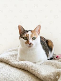 Mimi image 2