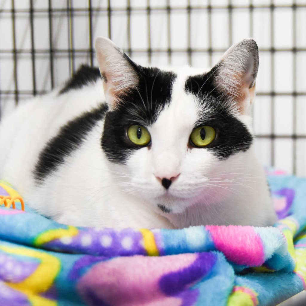 Selena - Domestic Short Hair