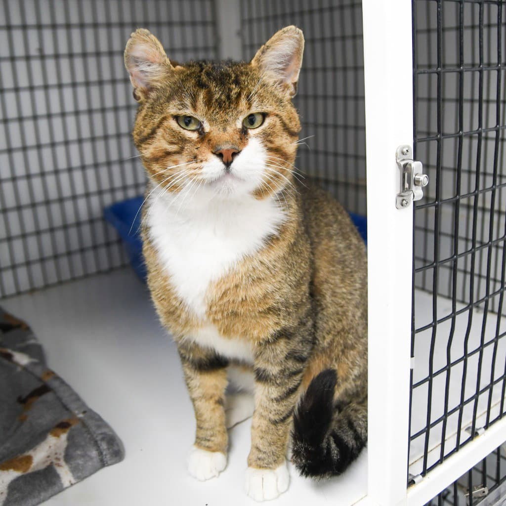 Chex - Domestic Short Hair
