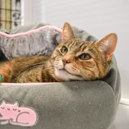 Tabitha image 1