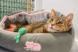 Tabitha image 2