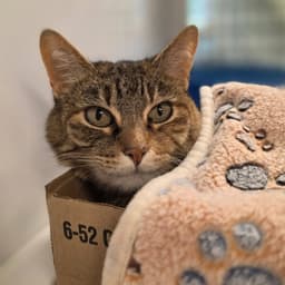 Tabitha image 4