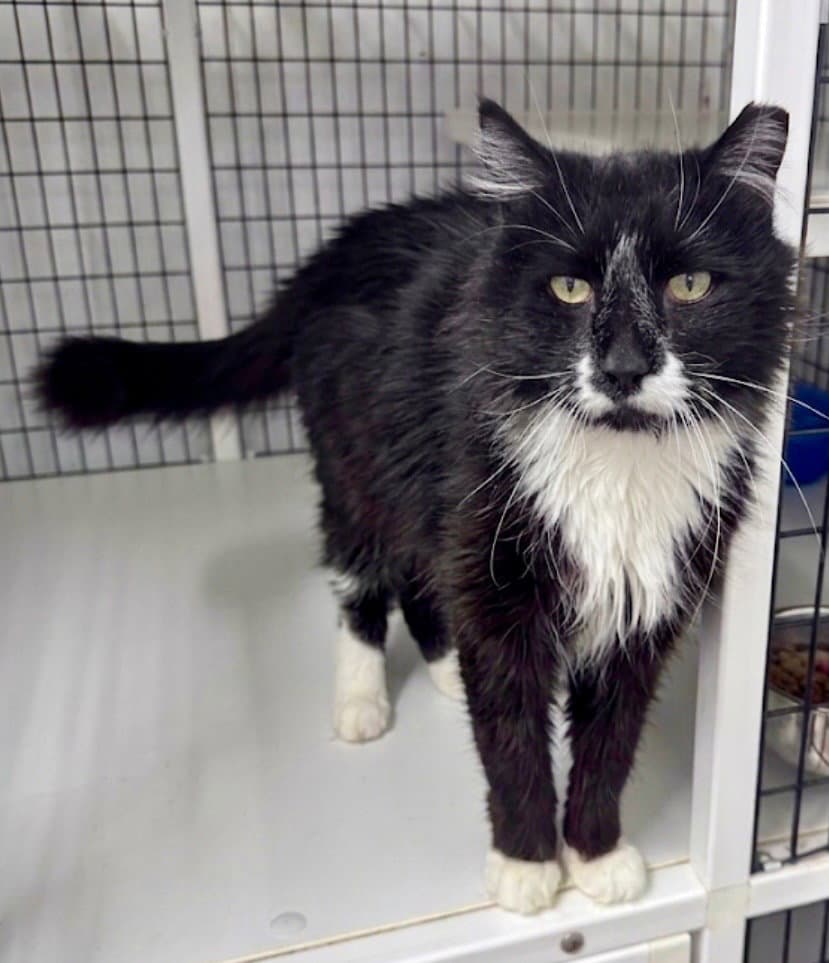 Merlin - Domestic Long Hair