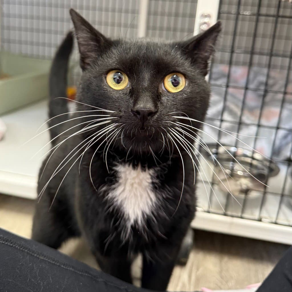 Harvey - Domestic Short Hair