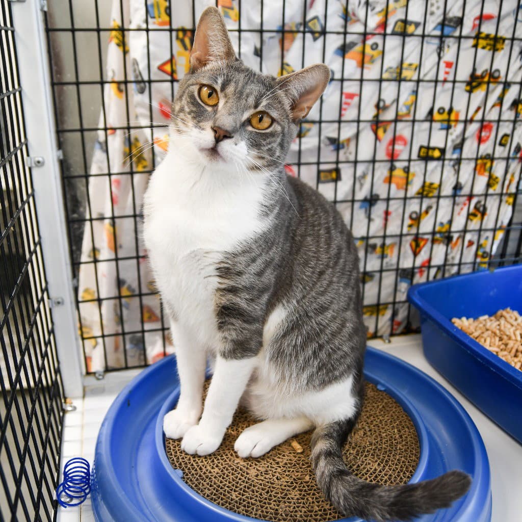 Ash - Domestic Short Hair