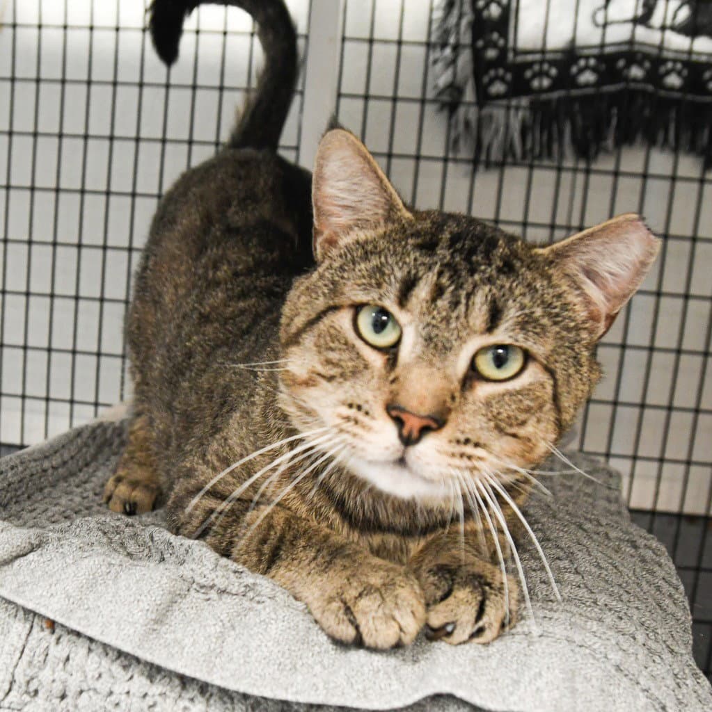 Arthur - Domestic Short Hair