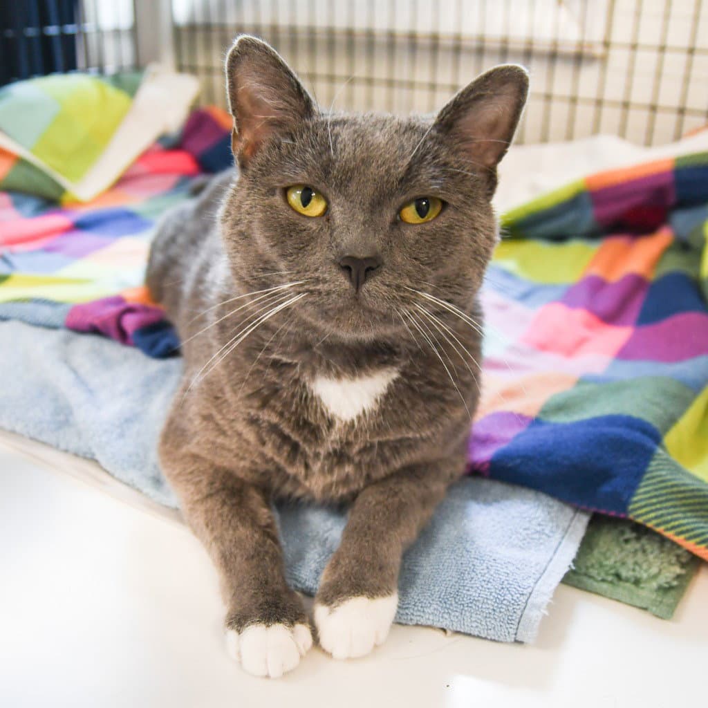 Shimmer - Domestic Short Hair