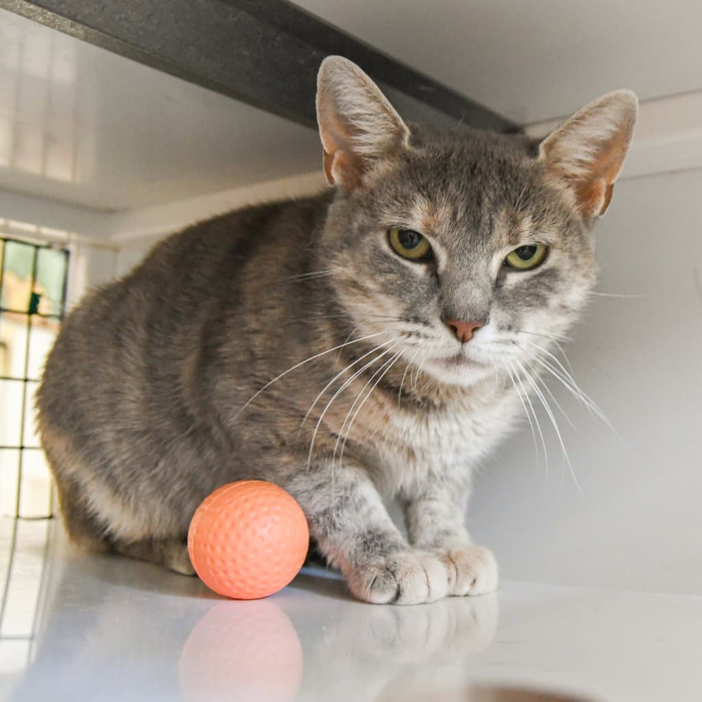 Ferrari - Domestic Short Hair