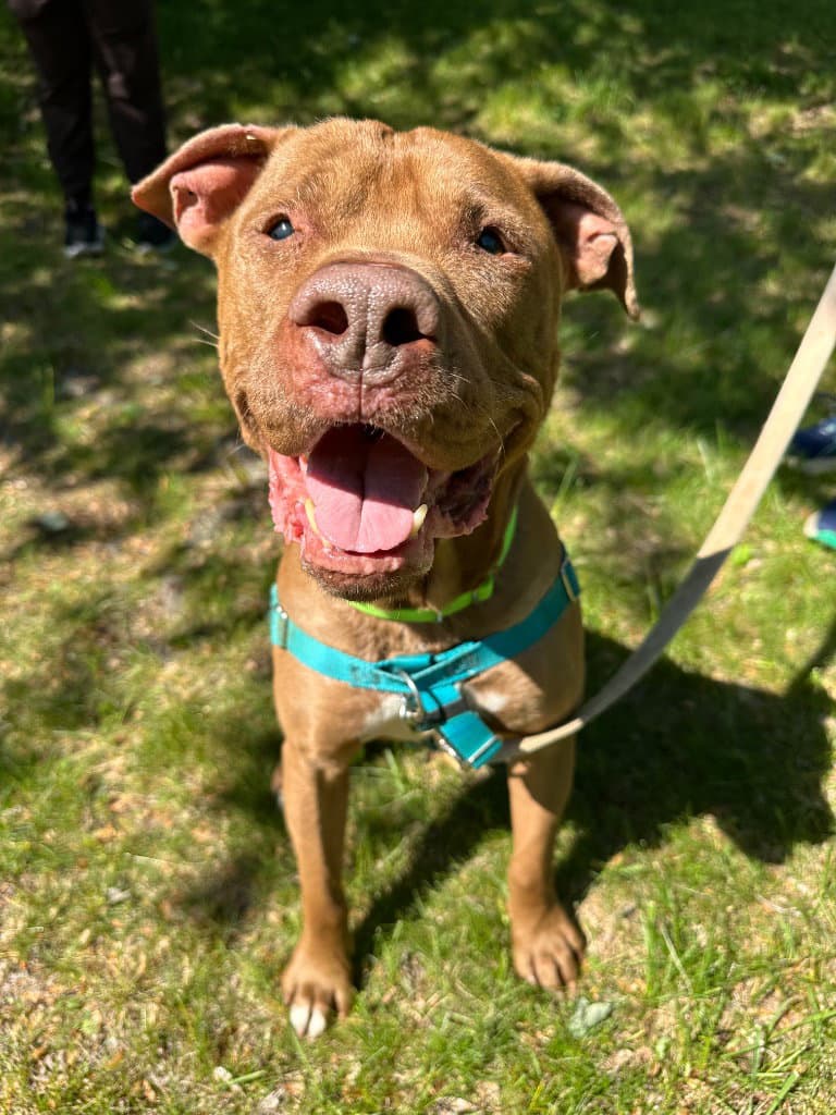 Browny - American Staffordshire Terrier