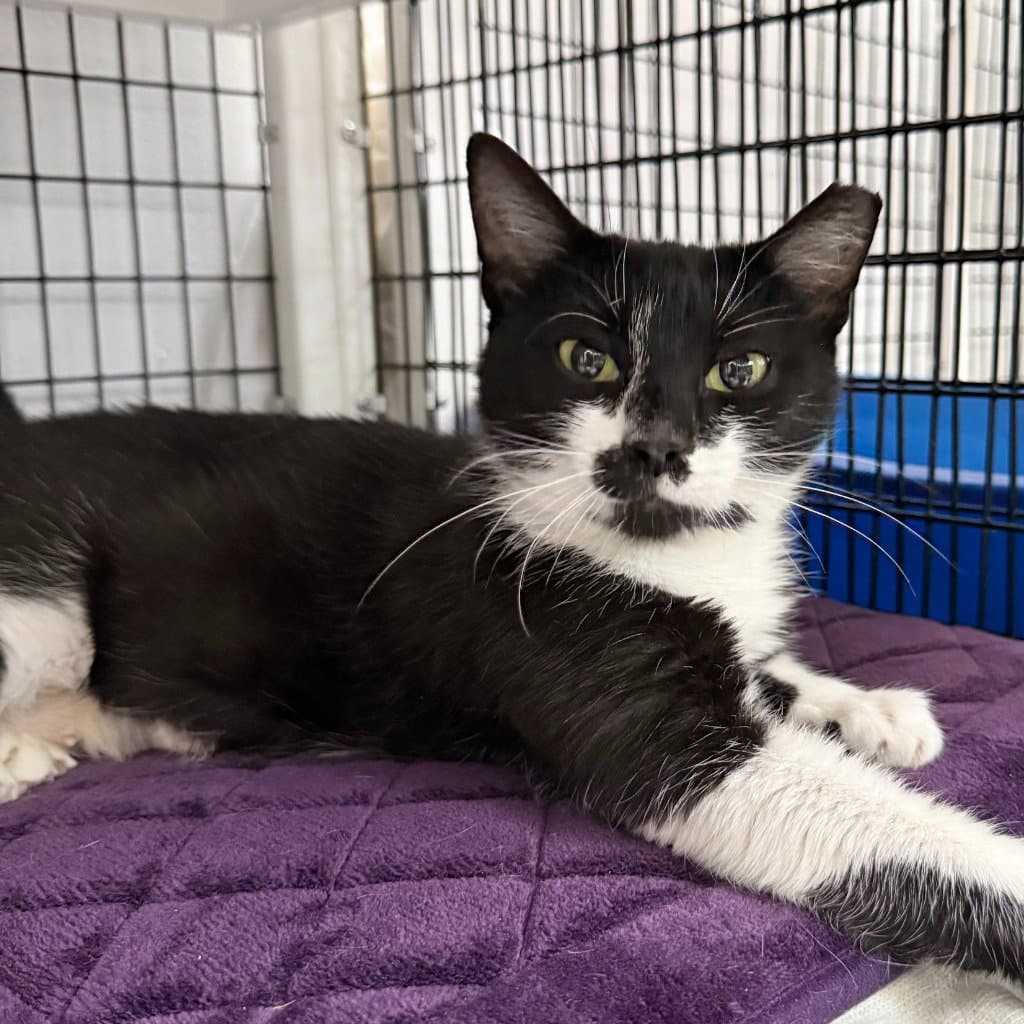 Candice - Domestic Short Hair