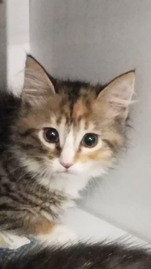 Coral - Domestic Medium Hair