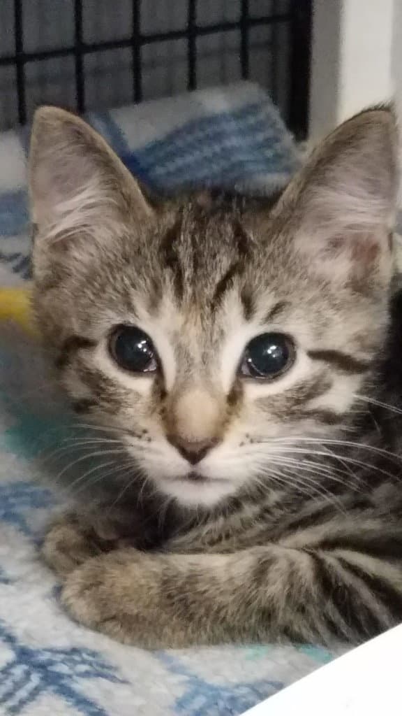 Breeze - Domestic Short Hair