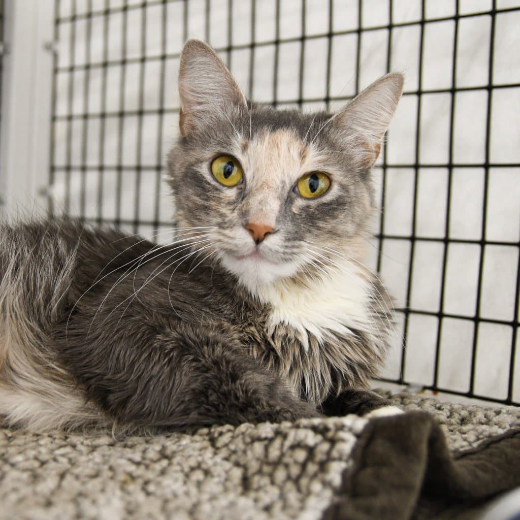 Sandy - Domestic Medium Hair