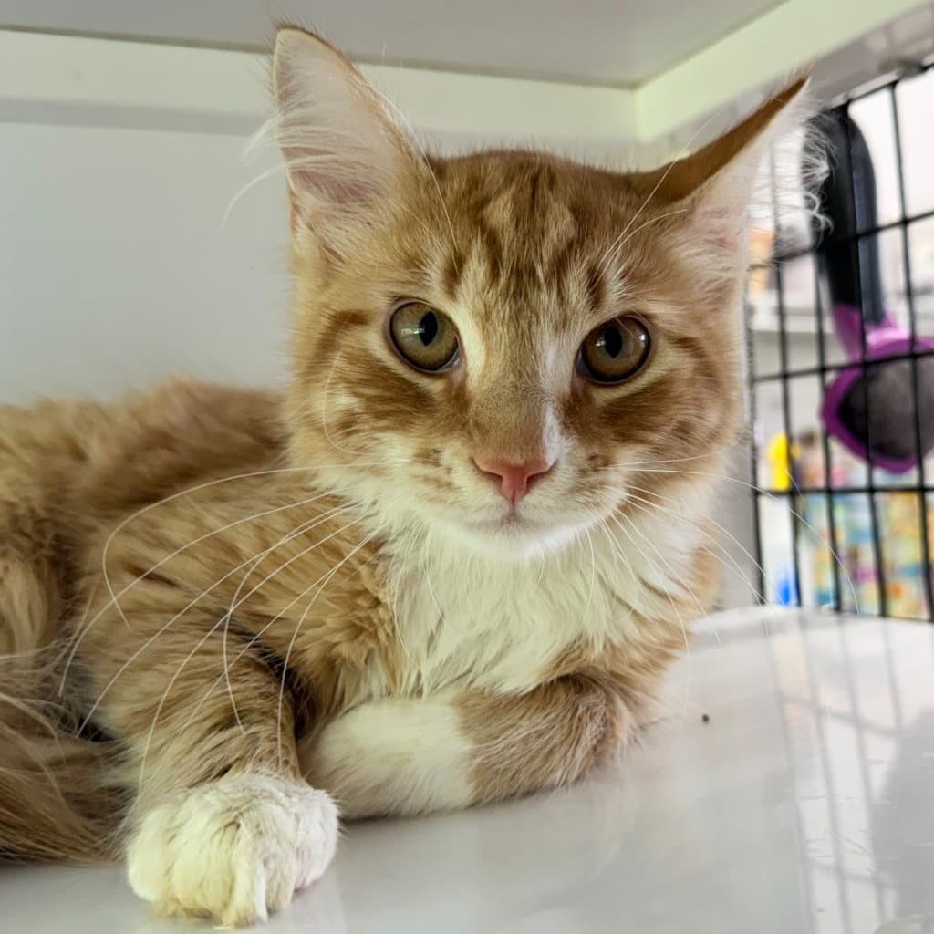 Splash - Domestic Medium Hair