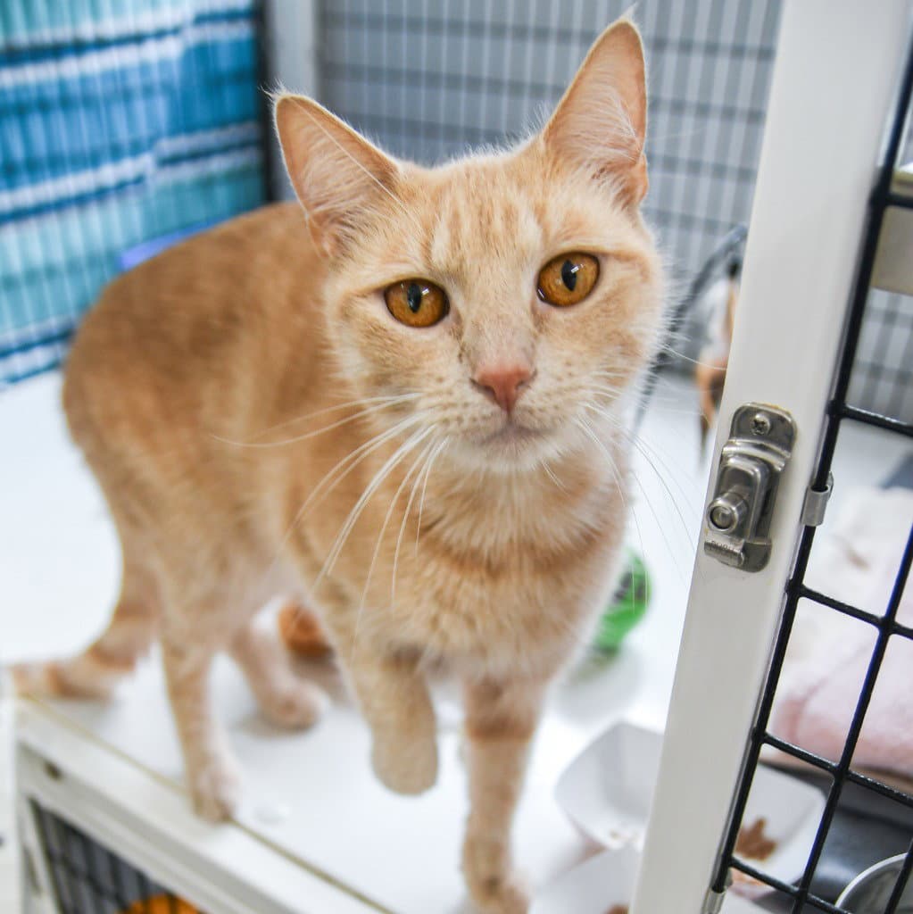 Goldielocks - Domestic Short Hair