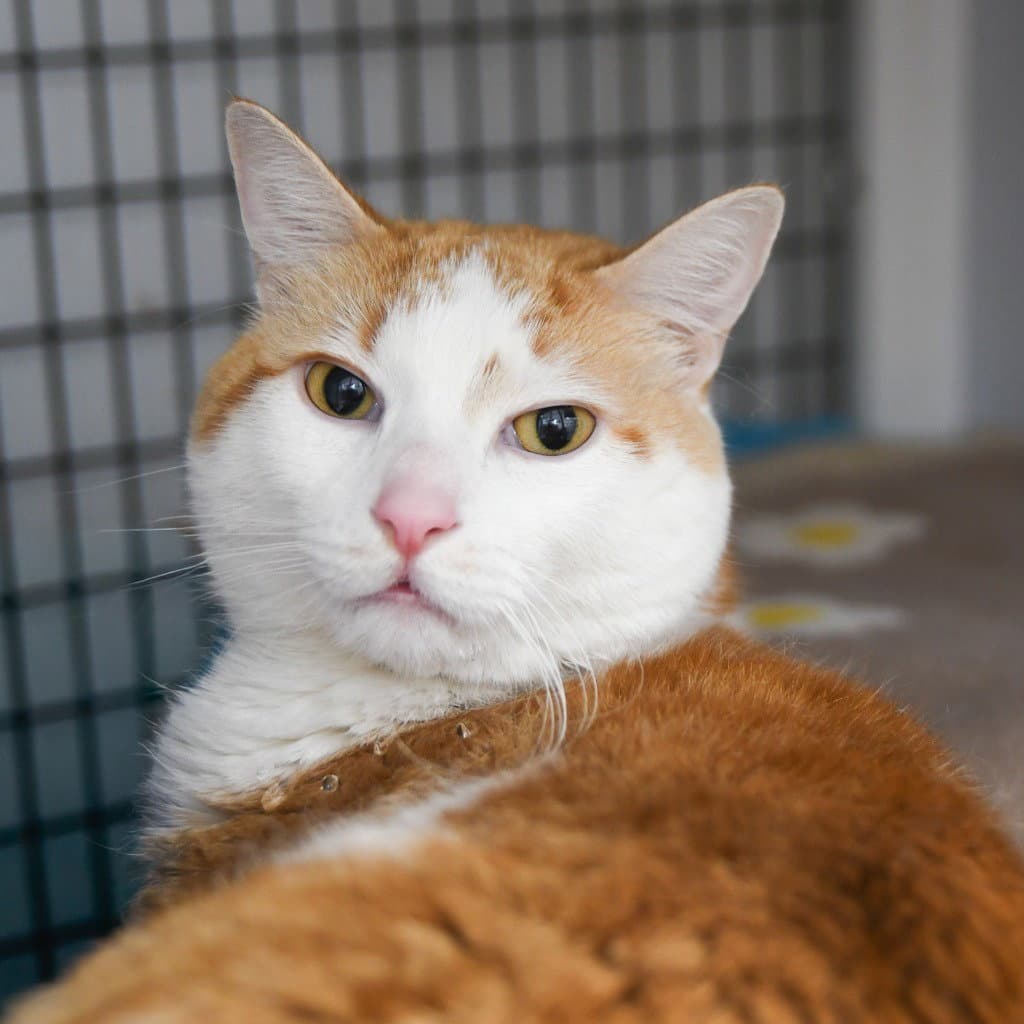 Tinker - Domestic Short Hair
