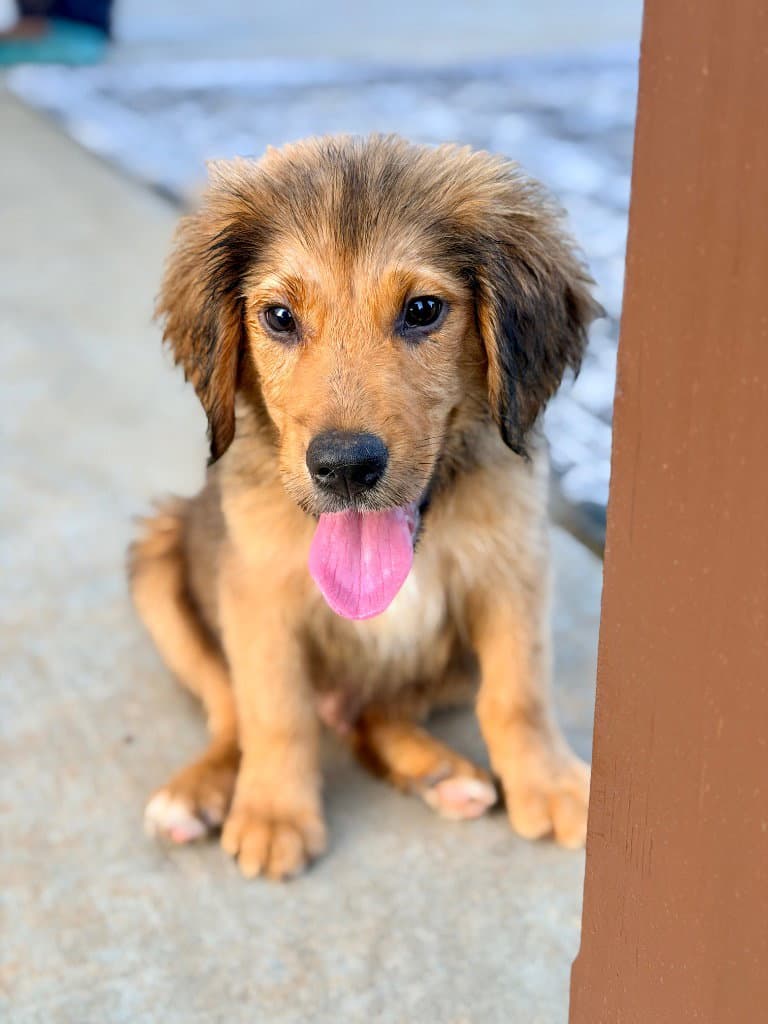 Mr Edwards - Golden Retriever