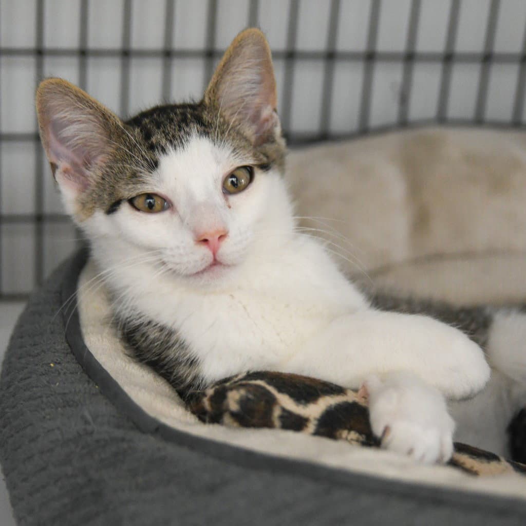 Tango - Domestic Short Hair