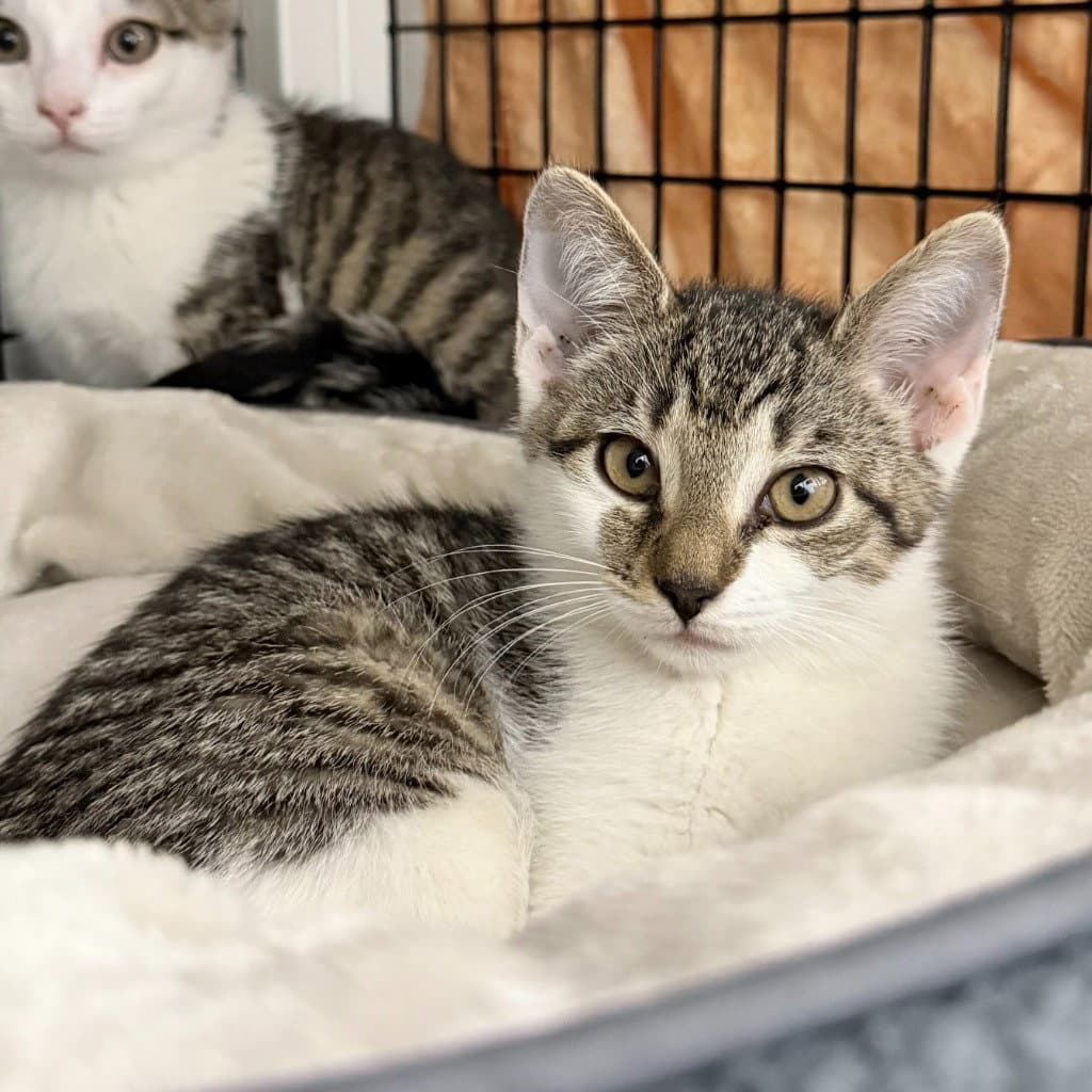 Mango - Domestic Short Hair