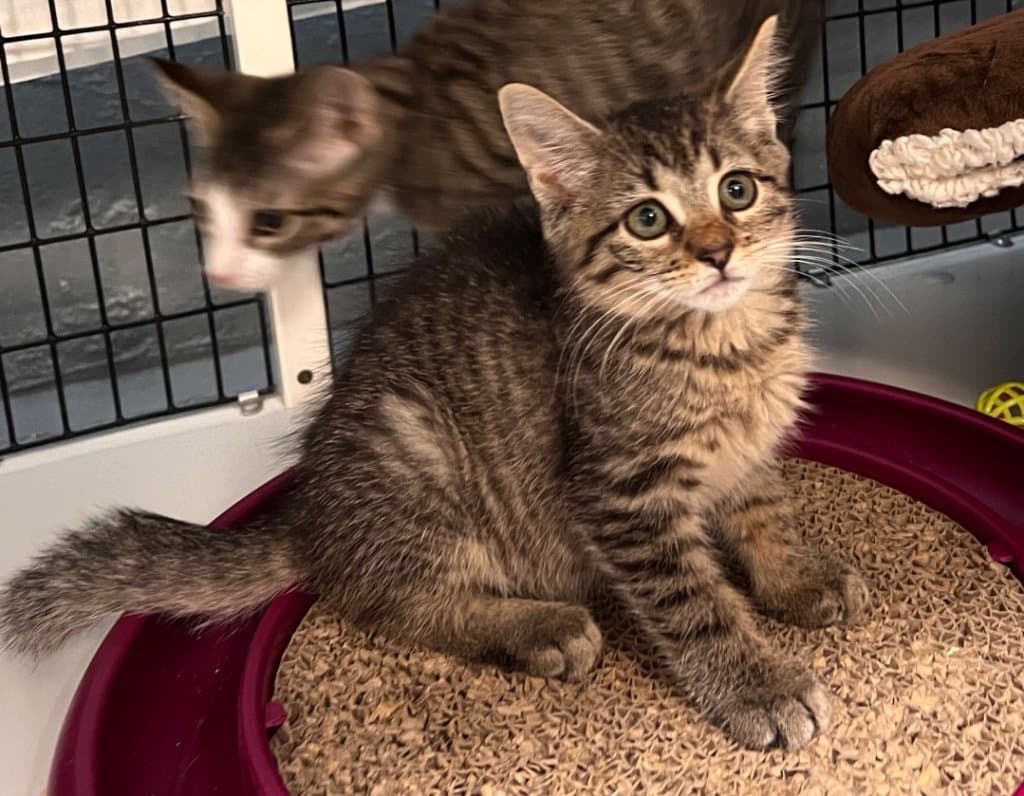 Betsy Ross - Domestic Short Hair