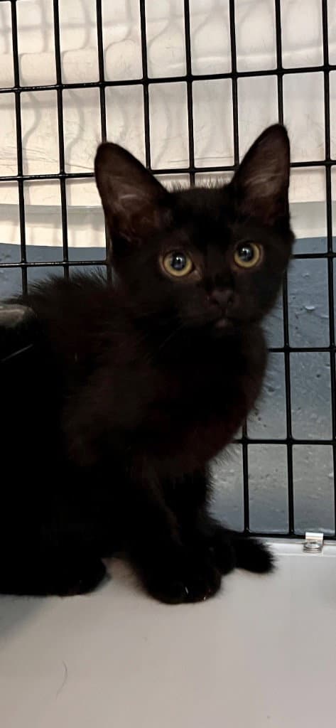 Sally Hemmings - Domestic Short Hair
