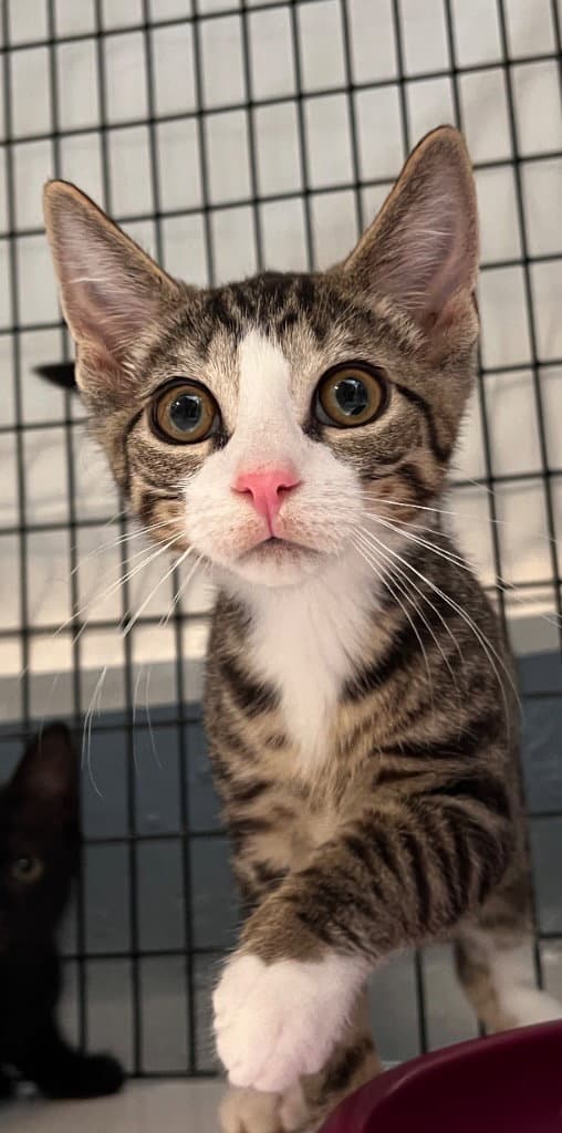 Lafayette - Domestic Short Hair
