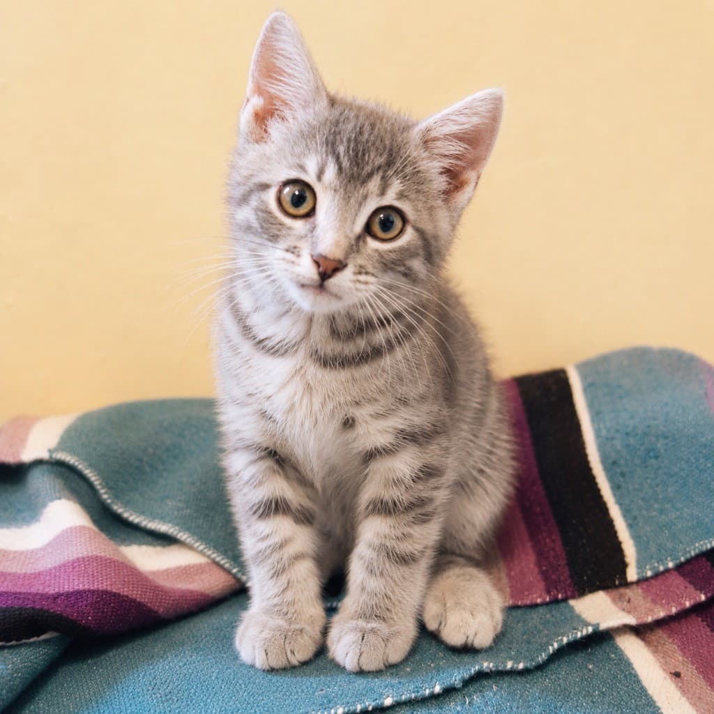 Dorchen - Domestic Short Hair