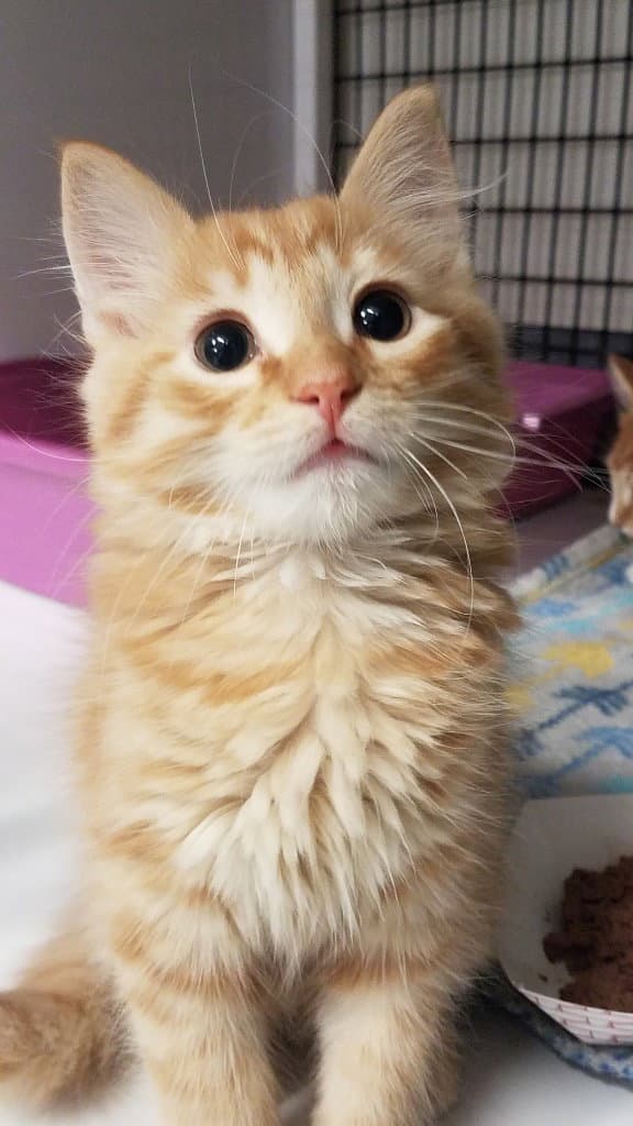 Dune - Domestic Medium Hair