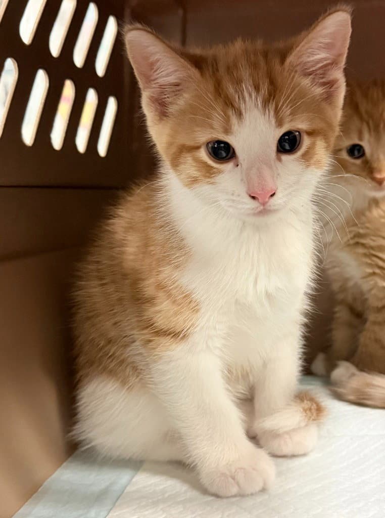 Hashbrown - Domestic Short Hair