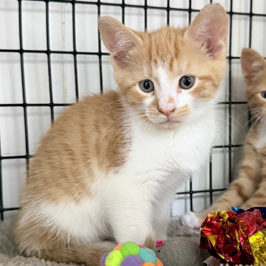 Tater - Domestic Short Hair