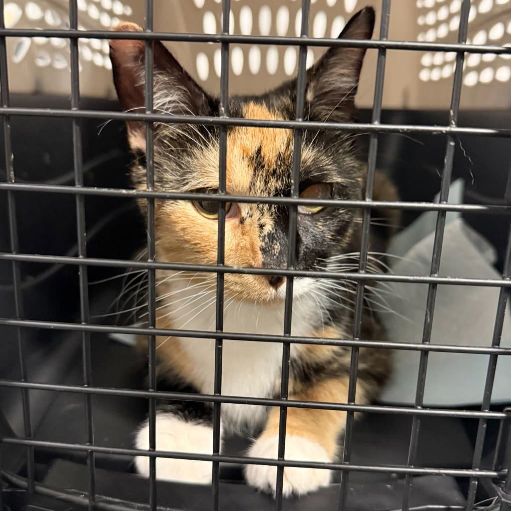 Pomma - Domestic Short Hair
